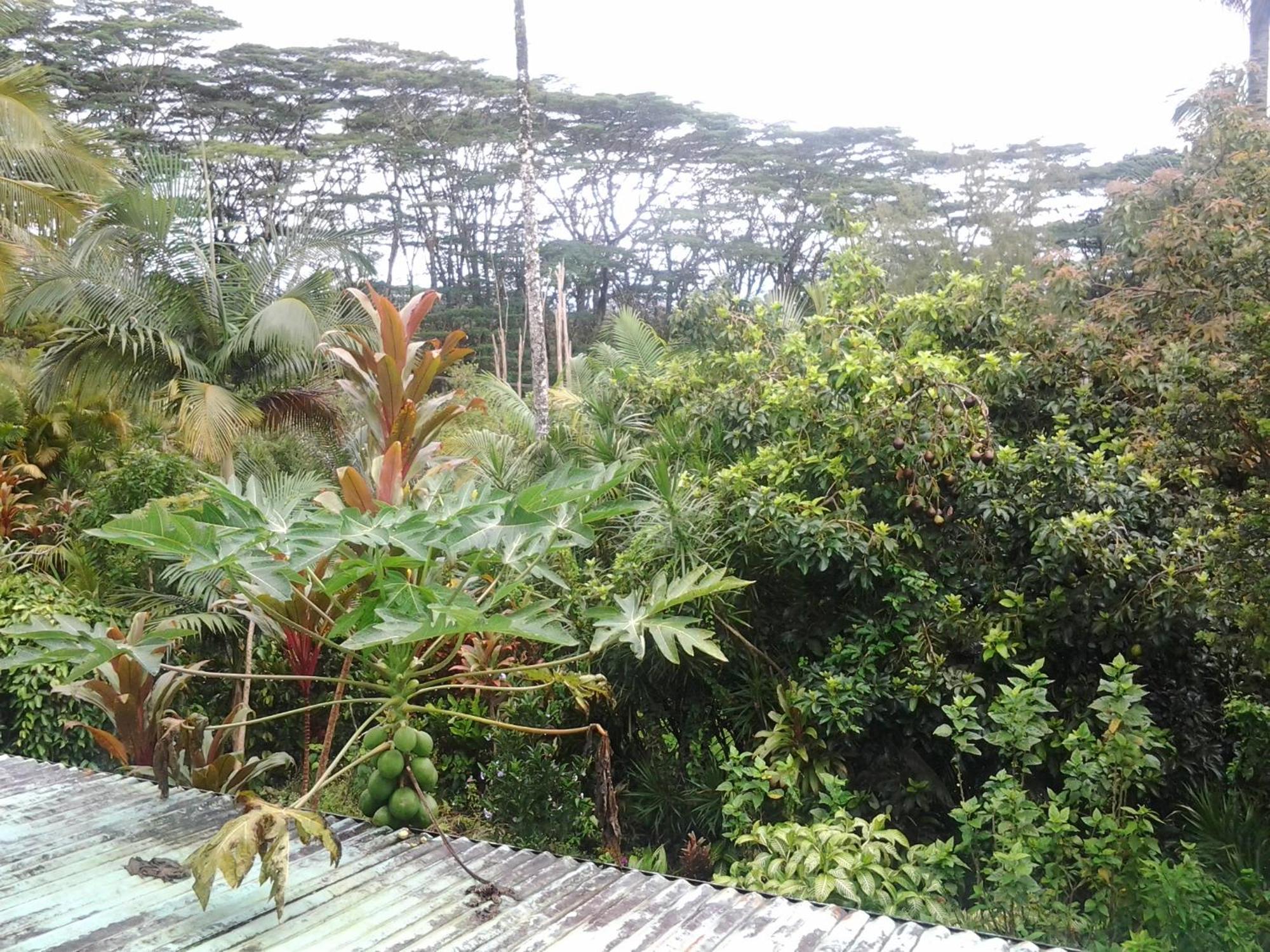 Lava Tree Tropic Inn Pahoa Exteriér fotografie