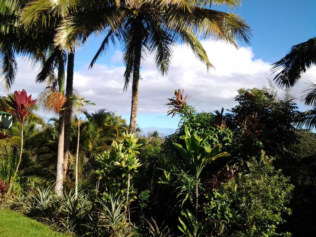Lava Tree Tropic Inn Pahoa Exteriér fotografie